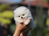 TEDDY BEAR POMERANİAN YAVRULARI