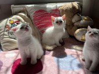 Safkan British Shorthair Yavru Kedilerimiz