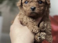 Toy Poodle Köpekleri