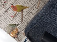 Yumurta yakın olan sevda papağanları