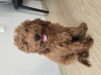 5 aylık toy poodle acil