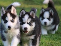 HUSKY SİBİRYA YAVRULARI