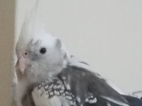 Evcil White Face (Beyaz Yüz) Sultan Papağanı