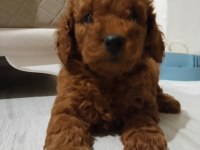 3.5 aylık tuvalet eğitimli erkek toy poodle