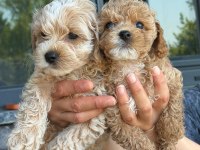 Şeker tadında Maltipoo yavrularımız