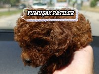 Orijinal Toy Poodle