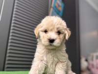 İpek gibi maltipoo