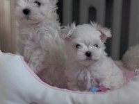 Maltese puppies 1 kg