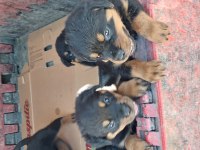 Dişi ve erkek rottweiler mevcut