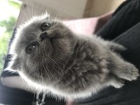 Erkek scottish fold anne scottish baba british