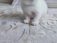 Minnak exotic shorthair patiler sevgi delisi
