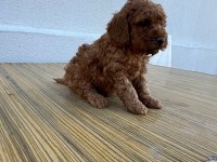 F2 maltipoo sıfır tüy dökülmesi