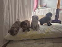 Bebiş scottish fold kediler