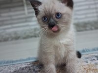 2 Aylık British Blue Point Ve Chocolate Point Yavrular
