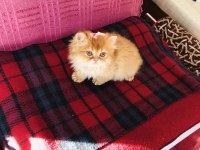 Dişi british longhair NY11 verilecektir