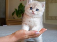 Nadir Renk  Golden British Shorthair 