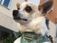 Sağlıklı ve eğitimli chihuahua yeni aile aranıyor