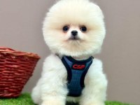 Safkan Pomeranian Boo Bebekler