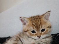 1tane british longhair