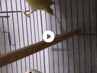 Sevda Papağanı Çift