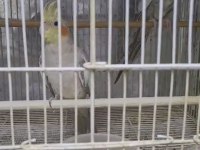 5 aylık erkek sultan papağanı