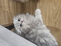 Peluş Oyuncak Gibi Scottish Fold Longhair