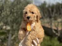 Güzeller güzel toy poodle kızımız