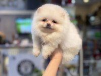 Pomeranian dişi yavrumuz