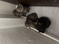 Sevgi Dolu Yuva Arayan Minik Kediler