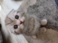 2 aylık scottish fold yavrular