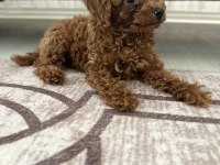 Orjinal ırk garantili toy Poodle