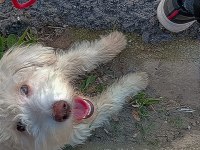 7 aylık maltipoo aşıları tam çipi var temel eğitimi var