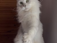 Üst kalite maine coon yavrular