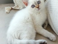 BLUE POİNT BRİTİSH SHORTHAİR YAVRULARIMIZ YUVA ARIYOR