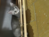 Acil sahiplendirme british longhair kedisi