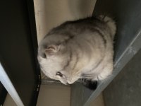 Yavru scottish fold