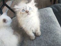 British longhair kedisi