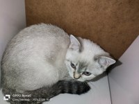 Safkan orijinal british shorthair yavrular
