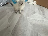 SCOTİSH FOLD LONGHAİR PRENSES