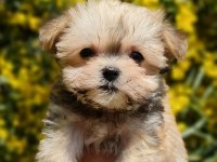 Sevimli Teacup Morkie Yavrularımız