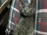 2.5 aylık erkek russian blue