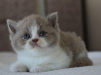 Muhteşem Safkan British Shorthair
