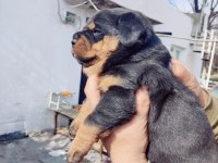 Irk garantili rottweiler yavrumuz