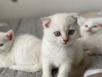Yeni doğan yavrularımız yuvasını arıyor scottish fold