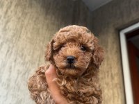 TOY BOYUTUNDA POODLE BEBEKLER