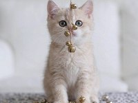 Lila golden british shorthair