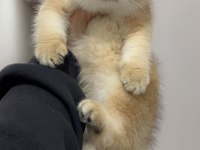 British shorthair Ny11 golden dişi erkek
