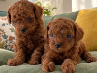 Orjinal Toy Poodle Kendi Ev Üretimi Yavrularımız