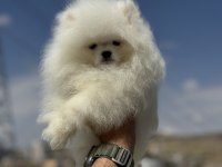Petmode köpek çiftliğinde ziyarete açık pomeranin