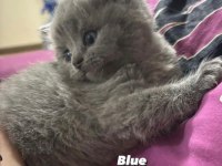 Safkan British Shorthair 2 Aylık Yavrular